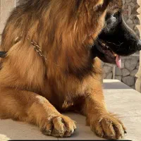 ژرمن شولاین