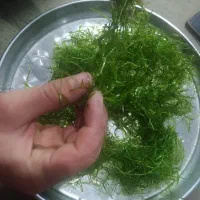 گیاه آکواریوم