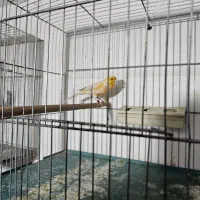 دوچرخه شماره ۲۰و تعدادی ق ن ا ر ی|دوچرخه، اسکیت، اسکوتر|حمیدیا, |دیوار