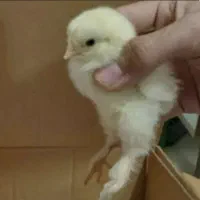 جوجه برهما اصل