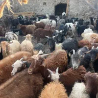 گله بزمحلی . زرند|حیوانات مزرعه|کرمان, |دیوار