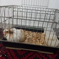 خوکچه هندی|موش و خرگوش|کلاله, |دیوار