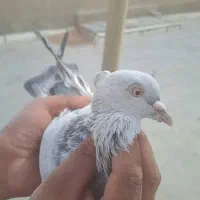 کبوتر|پرنده|شیراز, درکی|دیوار