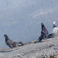 کفتر یا کبوتر