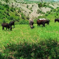 گاو|حیوانات مزرعه|گهواره, |دیوار