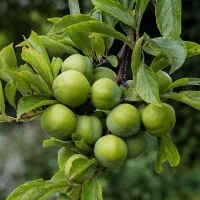 تولید و عرضه انواع نهال خاص گوجه سبز و قرمز