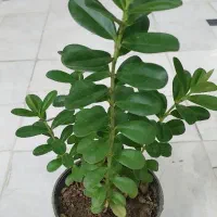 گل شفلرا ابلق..نخل ماداگاسکار.. بنسای آدنیوم