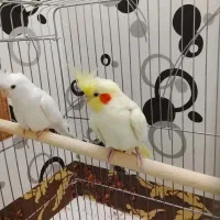 عروس هلنی نر ماده بشرط جوجه آلبینو لوتینو