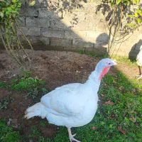 بوقلمون بیوتی|حیوانات مزرعه|کیاشهر, |دیوار