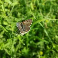 زمین کشاورزی مسیره پسوه