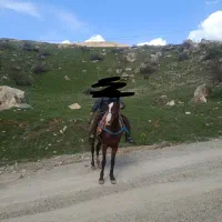 فروش اسب