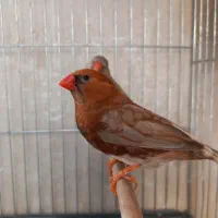 فنچ بلک بادی خاص|پرنده|هشتگرد, تهران دشت|دیوار