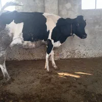گاوشیری هلشتاین