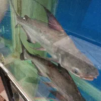 ماهیان مانستر پنگوسی شکاری 60سانت