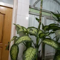 گل دیفن باخیا|گل و گیاه طبیعی|فلاورجان, |دیوار