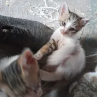 بچه گربه ملوس