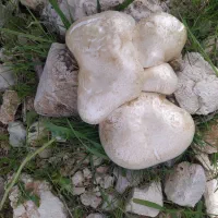 قارچ کوهی درجه یک