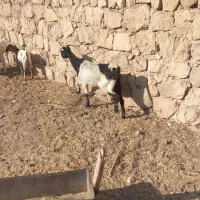 بز کولار گیسه صلاله|حیوانات مزرعه|جهرم, |دیوار