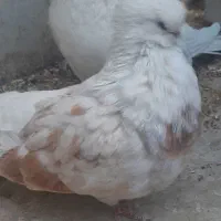 کبوترنوک قنار