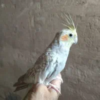 فروش یک عدد عروس هلندی ماده گلباقالی یک سال ونیمه