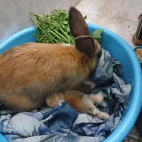 خرگوش|موش و خرگوش|زابل, |دیوار