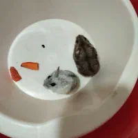 همستر کمپل و وینتروایت نر