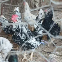 مرغ خروس گلین|حیوانات مزرعه|کازرون, |دیوار