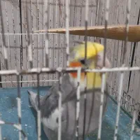 عروس هلندی|پرنده|اهواز, حصیرآباد|دیوار