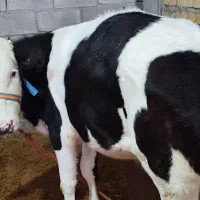 گوساله ماده سیمنتال بیرانشهر