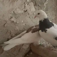 کبوتر طوقی جوجه|پرنده|آیسک, |دیوار