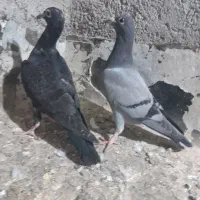 جوجه کفتر