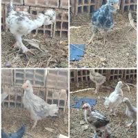 تخم مرغ نطفه دار|حیوانات مزرعه|زرند, |دیوار