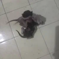 واگذاری گربه شیری