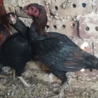 خروس و مرغ چنگ طوطی به ضمانت|حیوانات مزرعه|تربت جام, فاز ۱ فرهنگیان|دیوار