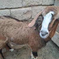 نری باب قربانی