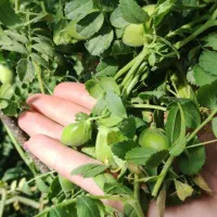 باغچه /سند دار /شهریار /سرمایه گذاری شبنم احمدی|فروش زمین و ملک کلنگی|شهریار, بکه|دیوار