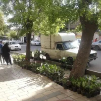 حراج انواع گل و گیاه به قیمت گلخانه