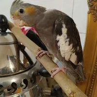 عروس هلندی خوشگل دستی با قفس