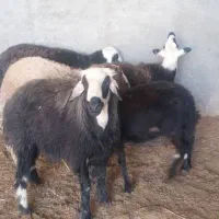 گوسفند عوسی|حیوانات مزرعه|آبادان, |دیوار