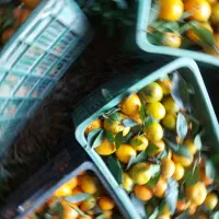 انار ،پرتغال،نارنگی|عمده‌فروشی|ملایر, |دیوار