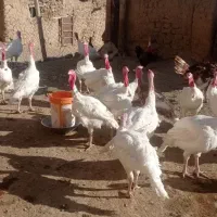 بوقلمون سفید