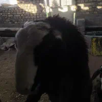 اصل شال بوئین زهرا