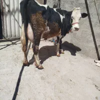 گاو سیمنتال شیری22کیلو شیر 4ماه نیم ابستن