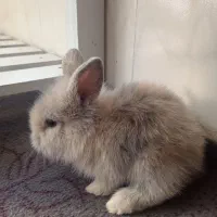 بچه خرگوش لوپ ملوس