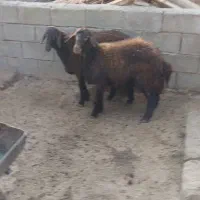 بره ماده هترو|حیوانات مزرعه|جلگه رخ, |دیوار