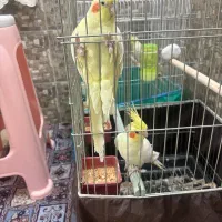 عروس هلندی جفت و مولد