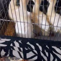 جوجه بوقلمون 40روزه