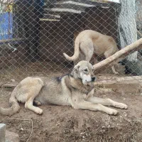 واگذاری سگ|سگ|صوفیان, |دیوار