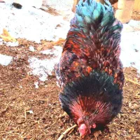 فروش ویژه خروس ویاندوت آمریکایی بیگ‌سایز خالص زیبا