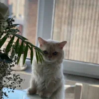 گربه نر پرشین هیمالیا (فروشی)|گربه|تبریز, |دیوار